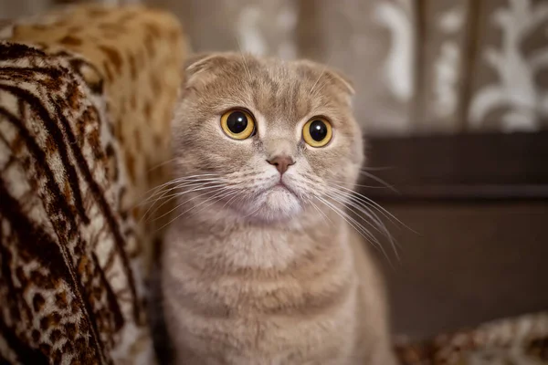 Gros Plan Chat Oreilles Croisées Avec Beaux Yeux Jaunes — Photo