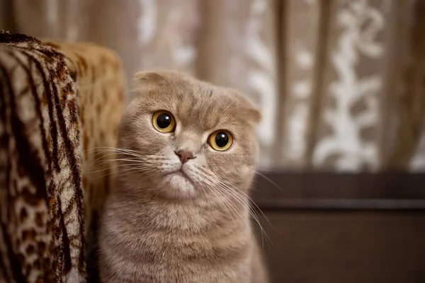 Seekor Kucing Berambut Merah Meringkuk Sofa Dan Melihat — Stok Foto