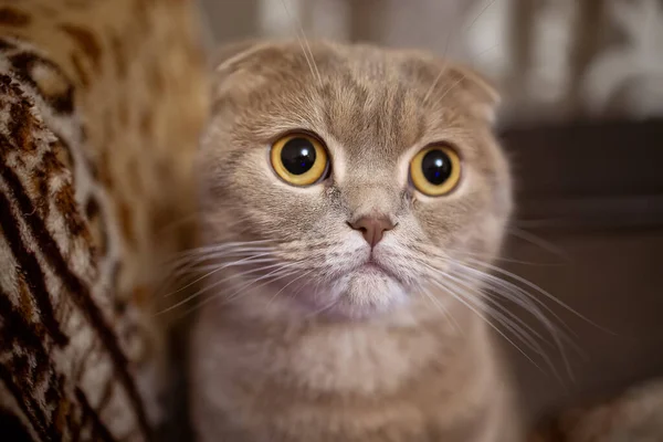 Close Lop Eared Cat Eyes Yellow — стоковое фото