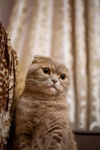 Eine Rothaarige Schlappohrkatze Kuschelte Sich Ans Sofa Und Sah — Stockfoto