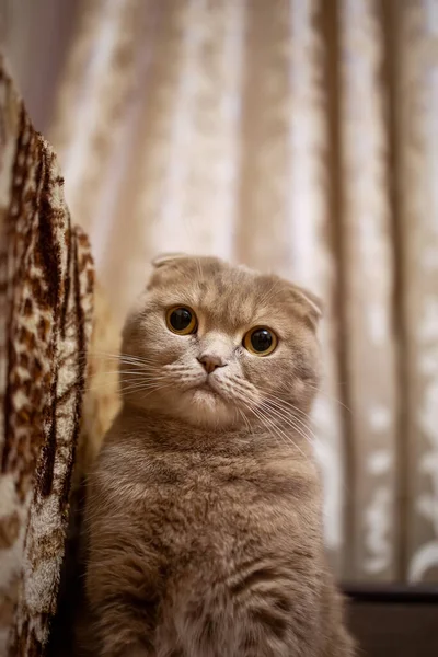 Seekor Kucing Berambut Merah Meringkuk Sofa Dan Melihat — Stok Foto