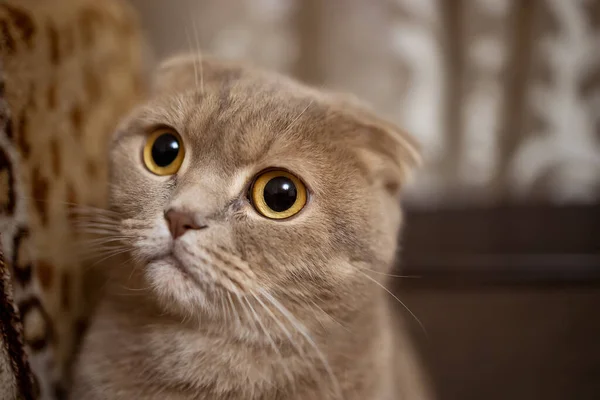 Fluffy Lop Eared Kucing Berwarna Merah Dengan Mata Kuning Sofa — Stok Foto
