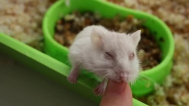 Bir hamster kendi bölgesinde sürünür ve bir insanın parmağını ısırır.