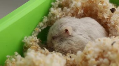 Hamster ininde saklanıyor.
