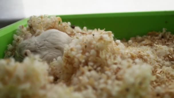 Hamster Hiding His Lair — Stock Video