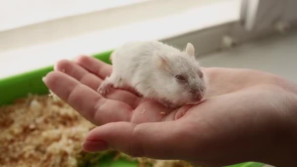 Hamster Merangkak — Stok Video
