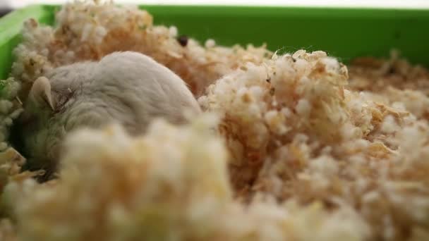 Der Hamster Versteckt Sich Seinem Versteck — Stockvideo