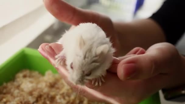 Hamster Rasteja Braço — Vídeo de Stock