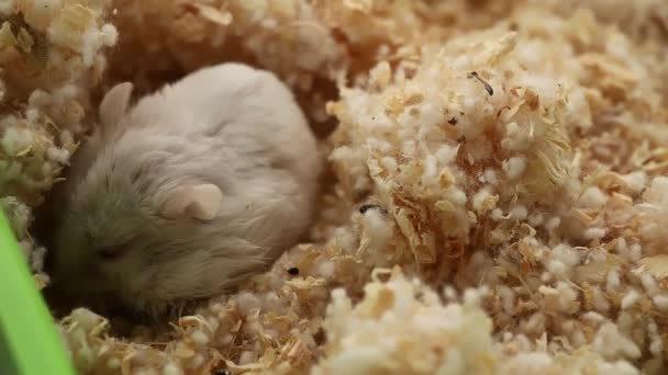 Hamster Versteckt Sich Seinem Versteck — Stockvideo