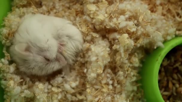 Der Hamster Ist Einer Kugel Zusammengerollt Und Schläft — Stockvideo
