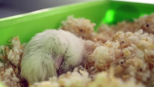 Hamster Curled Ball Sleeping — Stock Video