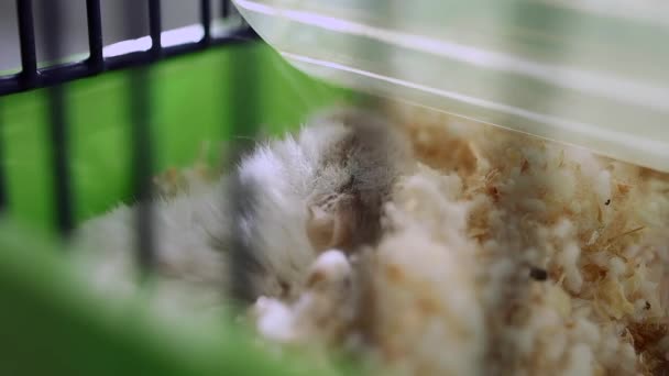 Jungarik Hamster Kendi Bölgesinde Sürünüyor — Stok video