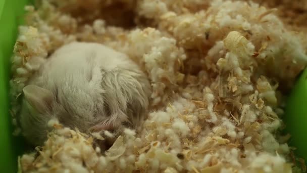 Hamster Wird Einem Ball Zusammengerollt Und Schläft — Stockvideo