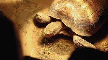  Teraryumdaki büyük bir kaplumbağa kızılötesi lambanın altında güneşleniyor.