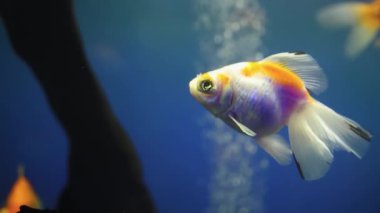 Tropikal balık akvaryumu cam akvaryumda yüzer.