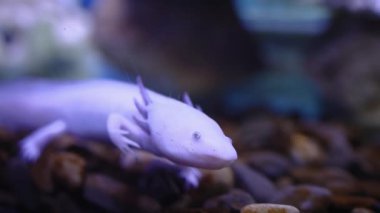 Akvaryumun dibindeki arka farlı axolotl.