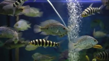  Akvaryumdaki tropikal çizgili güzel balıklar