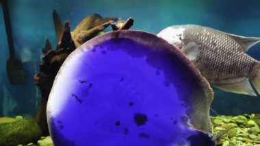 Kartal kuyruklu balık arka farlı bir akvaryumda yüzer.