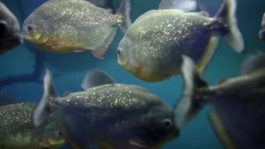 : Bir sürü tehlikeli pirana, kemiklerin yanındaki cam akvaryumda yüzer.