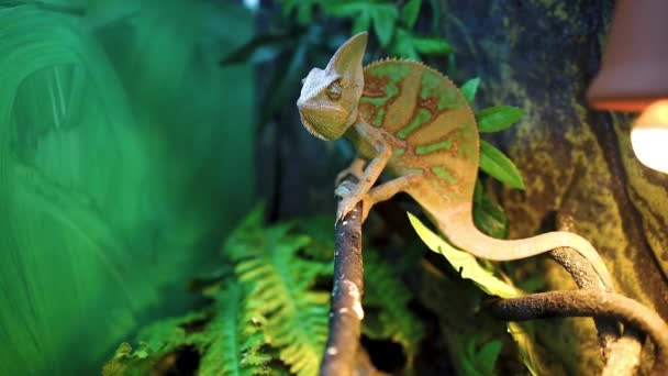 Větvi Terária Číhal Šedozelený Chameleon — Stock video