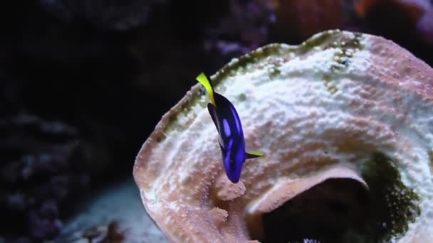 Mooie Tropische Vissen Het Aquarium — Stockvideo