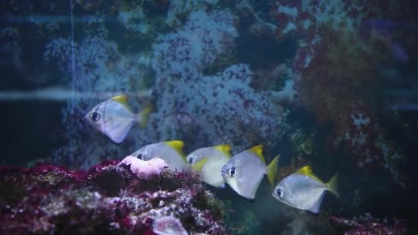 水族馆里美丽的热带鱼 — 图库视频影像