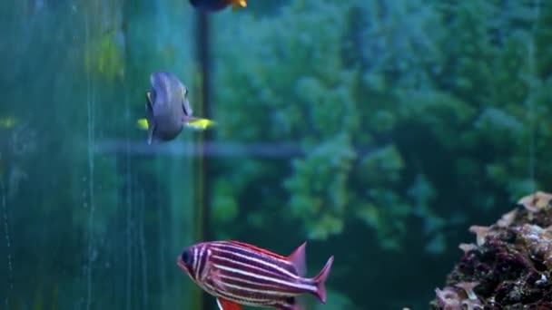 Krásné Tropické Pruhované Ryby Akváriu — Stock video