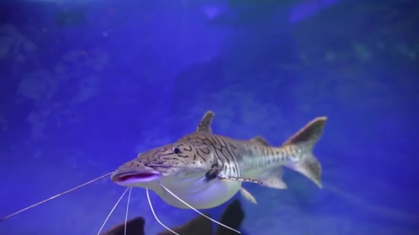 Pesci Gatto Nuota Acquario Con Una Retroilluminazione — Video Stock