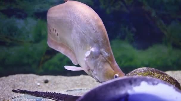 在背光的水族馆里的奇特热带鱼 — 图库视频影像