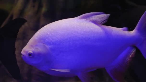 Peces Tropicales Lujo Acuario Retroiluminado — Vídeo de stock