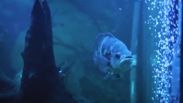 Schicke Tropische Fische Einem Hinterleuchteten Aquarium — Stockvideo