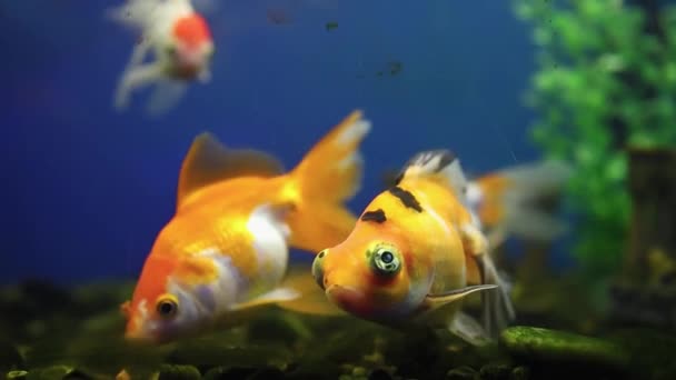 Oceanario Una Bandada Peces Dorados Tropicales Nadan Acuario Vidrio — Vídeo de stock