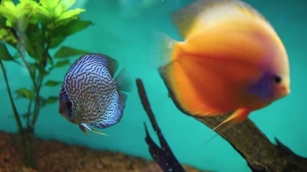 Peces Tropicales Oceanarium Par Discus Nadar Acuario Vidrio — Vídeos de Stock