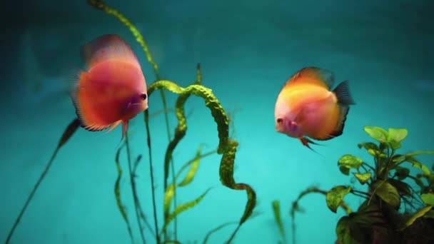 Ozeanarium Tropische Fische Diskus Schwimmen Einem Glasaquarium — Stockvideo