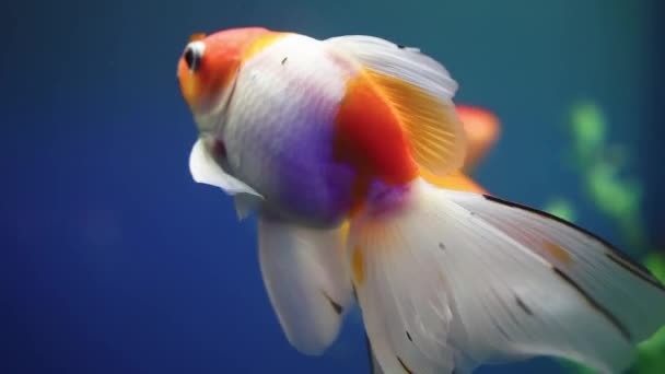 Oceánské Tropické Zlaté Rybky Plavou Skleněném Akváriu — Stock video