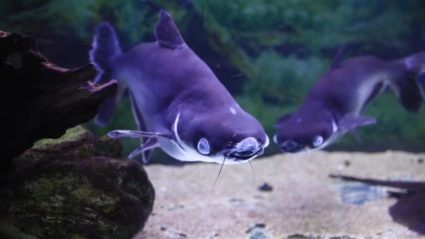 Peixes Pangasius Nadam Aquário Retroiluminado — Vídeo de Stock