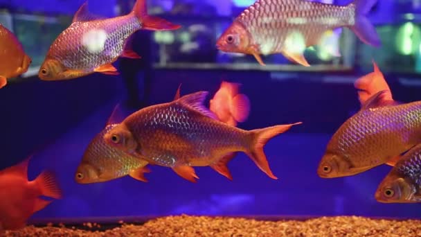 Peces Tropicales Del Oceanario Nadan Acuario Vidrio — Vídeos de Stock