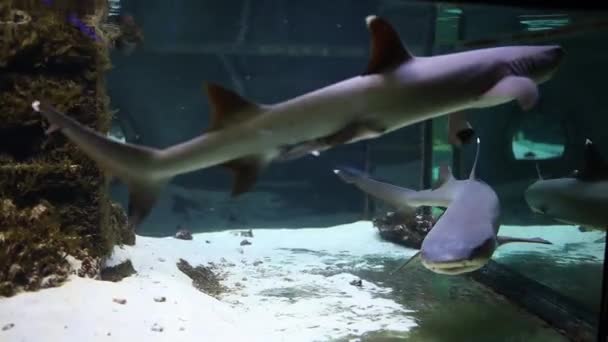 水槽のガラスの後ろで捕食サメが泳いでいます — ストック動画