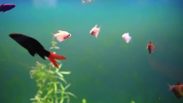 Små Färgglada Tropiska Fiskar Simma Ett Bakgrundsbelyst Akvarium — Stockvideo
