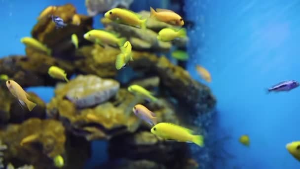 Μικρά Πολύχρωμα Τροπικά Ψάρια Στο Ενυδρείο — Αρχείο Βίντεο