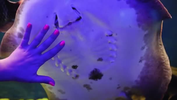 Adelaarsstaartvis Zwemt Een Aquarium Met Achtergrondverlichting — Stockvideo