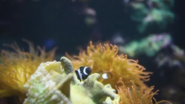 热带鱼小丑 带着大水果条纹 在有背光的水族馆里 — 图库视频影像