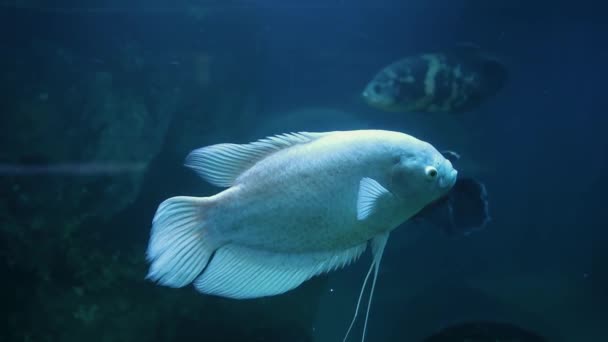 Peces Tropicales Acuario Besos Gourami — Vídeos de Stock