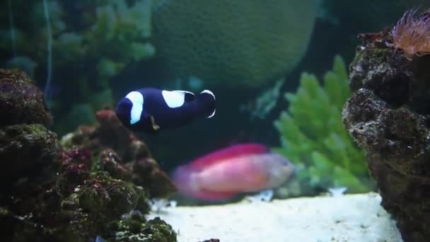 バックライト付き水族館で熱帯魚のピエロ大規模な果物の縞 — ストック動画