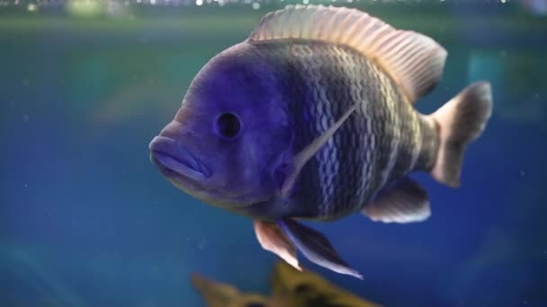 Tropische Vissen Het Aquarium Zebra Tilapia — Stockvideo