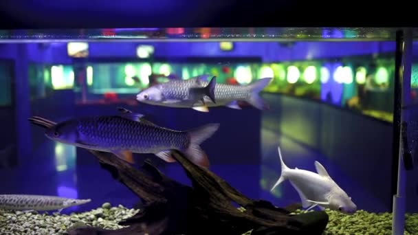 Peces Tropicales Acuario Bolas Tiburón — Vídeos de Stock