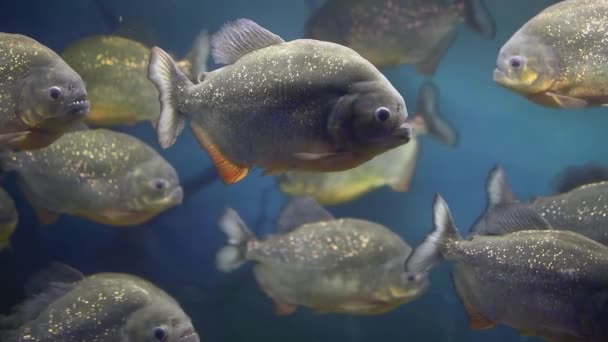 Branco Pericolosi Piranha Nuota Acquario Vetro Vicino Alle Ossa — Video Stock