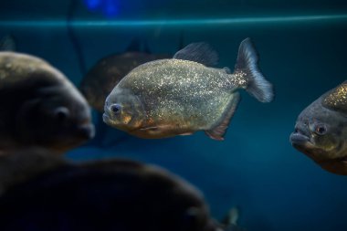 piranalı egzotik balıklı akvaryum