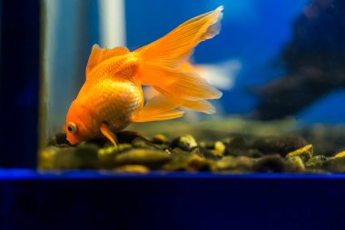 Akvaryumdaki turuncu renkli Japon balığının makro fotoğrafçılığı