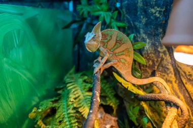 a green chameleon lizard lurks in its terrarium on a tree and sits motionless clipart